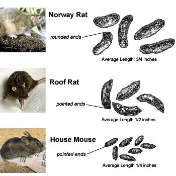 roof rat vs norway rat droppings pictures